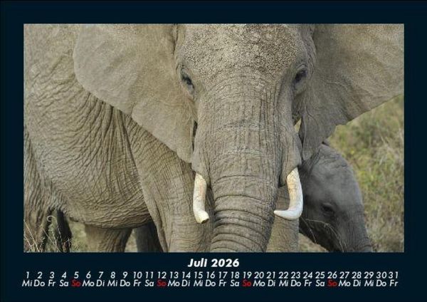 Produktbild: Elefanten - Die sanften Riesen Afrikas 2026 Fotokalender DIN A5