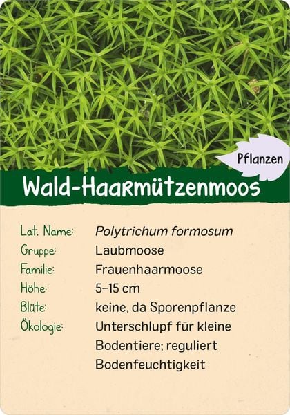 Produktbild: Naturforscher-Kids &ndash; Wald