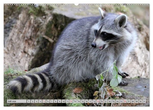 Produktbild: Der Waschb&auml;r - Der Maskentr&auml;ger in unseren W&auml;ldern (Wandkalender 2026 DIN A2 quer), CALVENDO Monatskalender