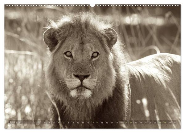 Produktbild: Botswana &ndash; Impressionen aus Afrika (hochwertiger Premium Wandkalender 2026 DIN A2 quer), Kunstdruck in Hochglanz