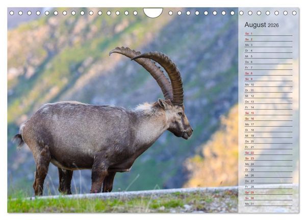 Produktbild: Bergk&ouml;nige - Steinb&ouml;cke im Blickpunkt der Naturfotografie (Wandkalender 2026 DIN A4 quer), CALVENDO Monatskalender