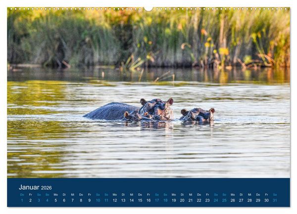 Produktbild: Nilpferde, Kolosse in Afrika (Wandkalender 2026 DIN A2 quer), CALVENDO Monatskalender