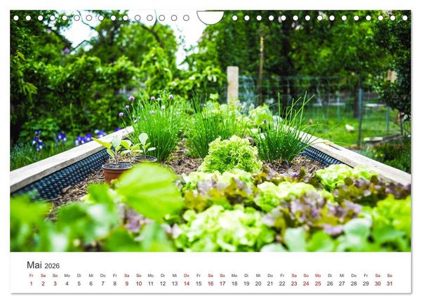 Produktbild: Frisches aus dem Gem&uuml;segarten (Wandkalender 2026 DIN A4 quer), CALVENDO Monatskalender