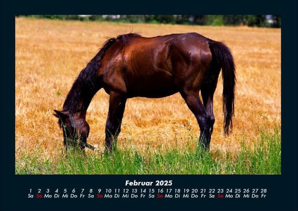 Produktbild: Pferde Kalender 2025 Fotokalender DIN A4