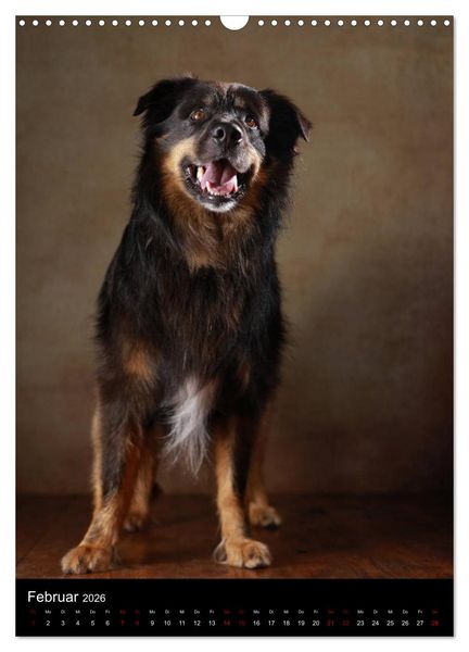 Produktbild: Geliebte Aussies - Australian Shepherds im Portrait (Wandkalender 2026 DIN A3 hoch), CALVENDO Monatskalender