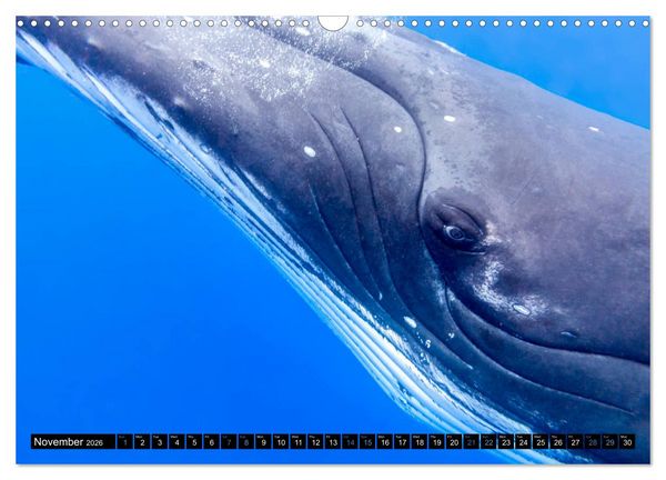 Produktbild: A Whale of a Year (Wall Calendar 2026 DIN A3 landscape), CALVENDO 12 Month Wall Calendar