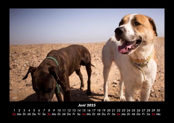 Produktbild: Hundezauber 2025 Fotokalender DIN A3