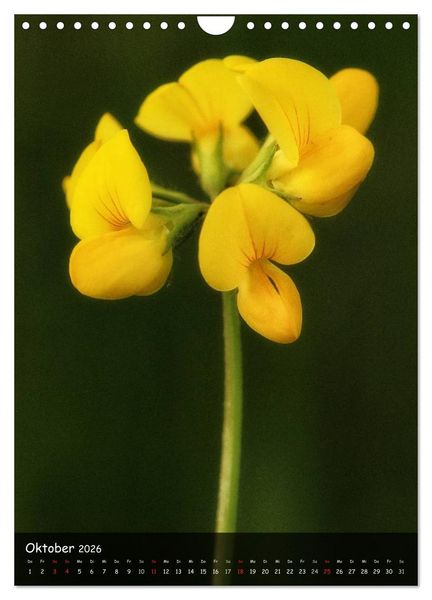 Produktbild: Alpenblumen 2026 (Wandkalender 2026 DIN A4 hoch), CALVENDO Monatskalender