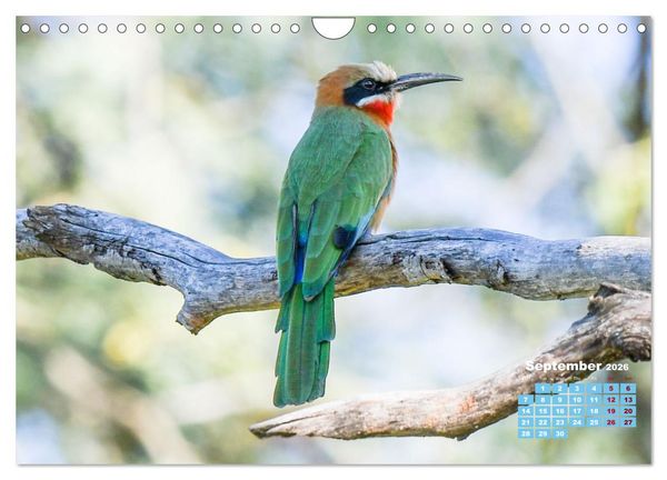 Produktbild: Birds of the Southern African Wild (Wall Calendar 2026 DIN A4 landscape), CALVENDO 12 Month Wall Calendar