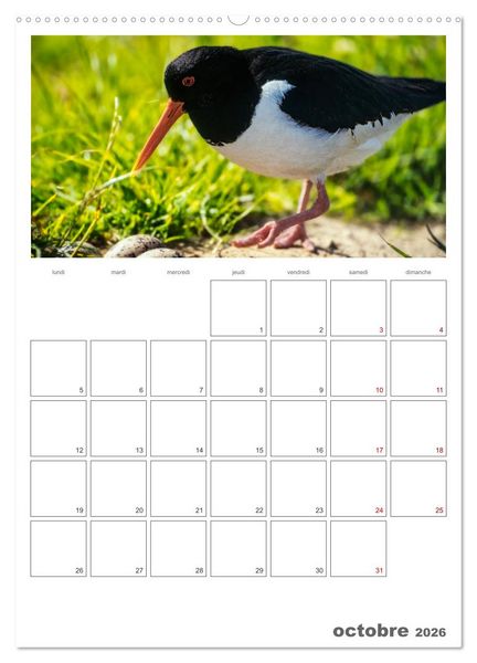 Produktbild: Notre nature sauvage, oiseaux aquatiques d'Europe (Calendrier mural 2026 DIN A2 horizontal), CALVENDO calendrier mensuel