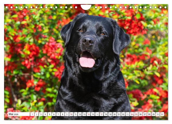 Produktbild: Freund auf 4 Pfoten - Labrador Retriever (Wandkalender 2026 DIN A4 quer), CALVENDO Monatskalender