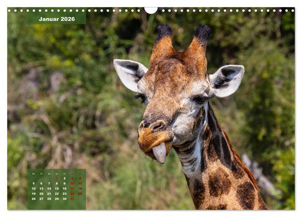 Produktbild: Auf Safari im Kruger National Park (Wandkalender 2026 DIN A3 quer), CALVENDO Monatskalender