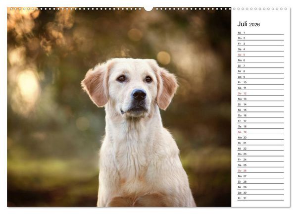 Produktbild: Goldig durch das Jahr! (hochwertiger Premium Wandkalender 2026 DIN A2 quer), Kunstdruck in Hochglanz