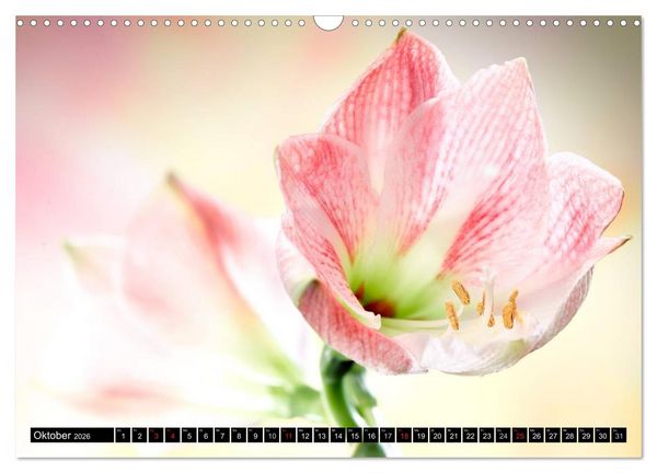 Produktbild: Flowers / 2026 (Wandkalender 2026 DIN A3 quer), CALVENDO Monatskalender