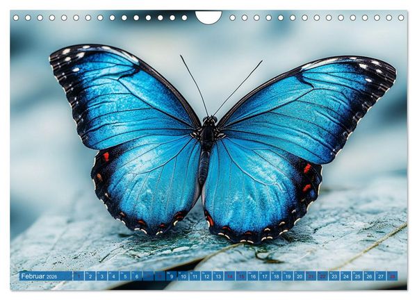 Produktbild: Blauer Zauberflug (Wandkalender 2026 DIN A4 quer), CALVENDO Monatskalender