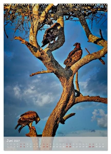 Produktbild: Adler in Afrika (Wandkalender 2027 DIN A2 hoch), CALVENDO Monatskalender
