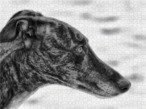 Produktbild: CALVENDO Puzzle Windhund Profil 1000 Teile Lege-Gr&ouml;&szlig;e 64 x 48 cm Foto-Puzzle Bild von kattobello