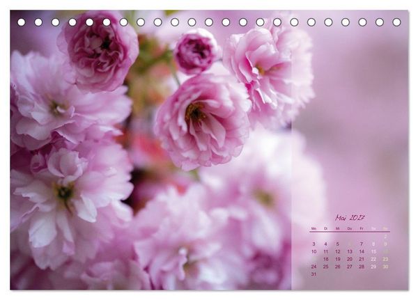 Produktbild: Pretty in Pink - Die Kirschbl&uuml;te (Tischkalender 2027 DIN A5 quer), CALVENDO Monatskalender