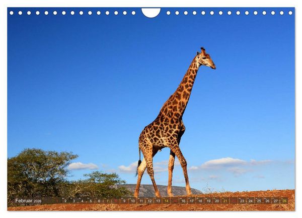 Produktbild: Giraffen - Sanftheit und Anmut (Wandkalender 2026 DIN A4 quer), CALVENDO Monatskalender