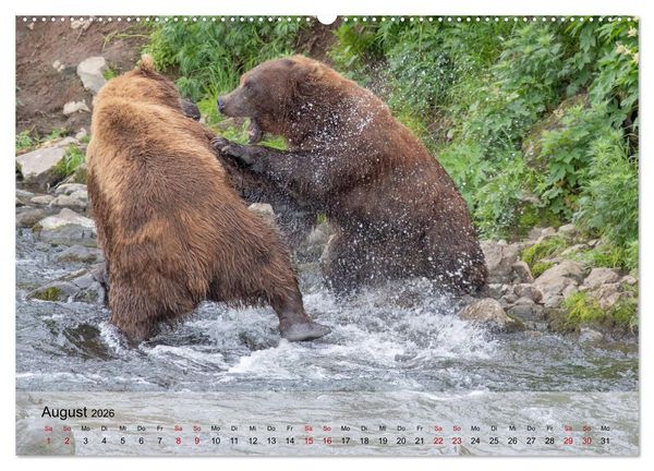 Produktbild: Aug in Aug mit den Braunb&auml;ren in Kamtschatka (Wandkalender 2026 DIN A2 quer), CALVENDO Monatskalender