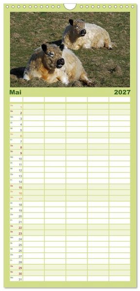Produktbild: Familienplaner 2027 - Muuuhhh! mit 5 Spalten (Wandkalender, 21 x 45 cm) CALVENDO