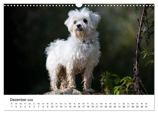 Produktbild: Moritz, der freche Malteser (Wandkalender 2026 DIN A3 quer), CALVENDO Monatskalender