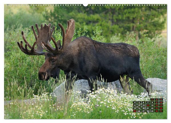 Produktbild: American Wildlife (hochwertiger Premium Wandkalender 2026 DIN A2 quer), Kunstdruck in Hochglanz