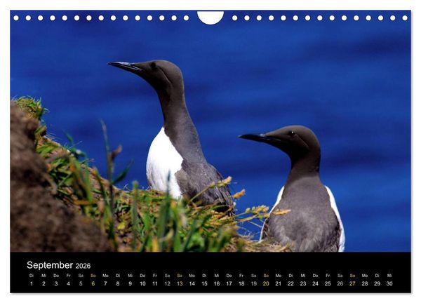 Produktbild: Wales Pembrokeshire - Natur im Fokus- (Wandkalender 2026 DIN A4 quer), CALVENDO Monatskalender