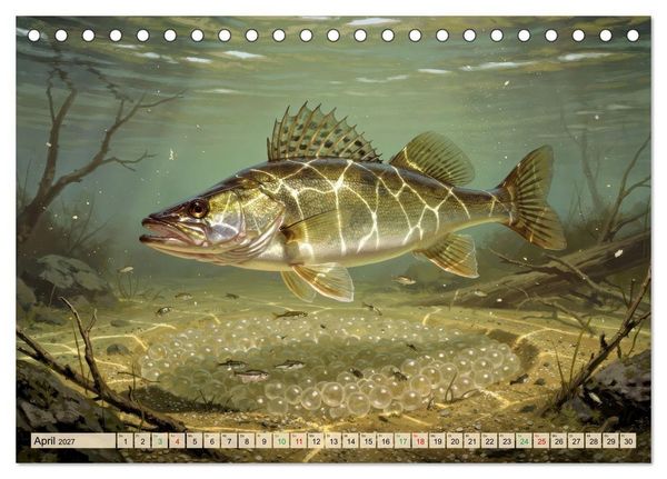 Produktbild: Talsperren - Zander (Tischkalender 2027 DIN A5 quer), CALVENDO Monatskalender