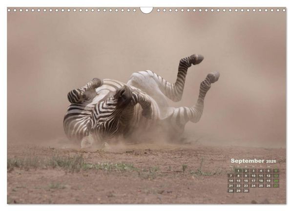 Produktbild: WILDE TIERE IN AKTION (Wandkalender 2026 DIN A3 quer), CALVENDO Monatskalender