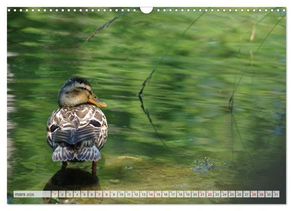 Produktbild: Oiseaux libres et sauvages (Calendrier mural 2026 DIN A3 vertical), CALVENDO calendrier mensuel