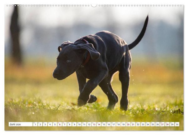 Produktbild: Weimaraner-Labrador (hochwertiger Premium Wandkalender 2026 DIN A2 quer), Kunstdruck in Hochglanz