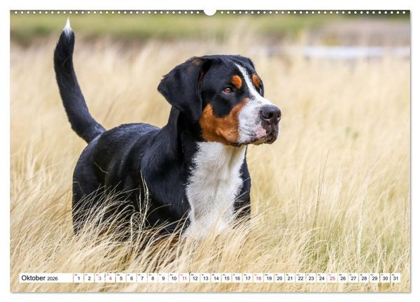 Produktbild: Gro&szlig;er Schweizer Sennenhund (hochwertiger Premium Wandkalender 2026 DIN A2 quer), Kunstdruck in Hochglanz