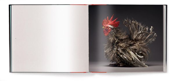 Produktbild: Chicken