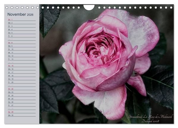 Produktbild: Kurf&uuml;rstliche Rosen Eltville am Rhein (Wandkalender 2026 DIN A4 quer), CALVENDO Monatskalender