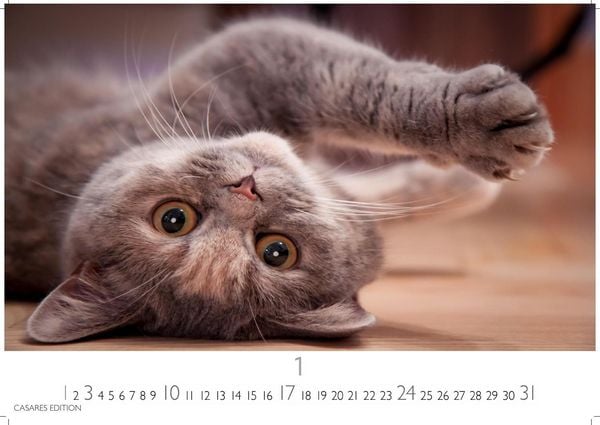 Produktbild: Funny Cats Kalender 2027 &ndash; Wandkalender | Fotokalender Tierkalender 35x50cm - Witziger Katzenkalender