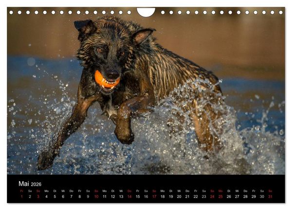 Produktbild: Belgischer Sch&auml;ferhund - Der Malinois in Action (Wandkalender 2026 DIN A4 quer), CALVENDO Monatskalender