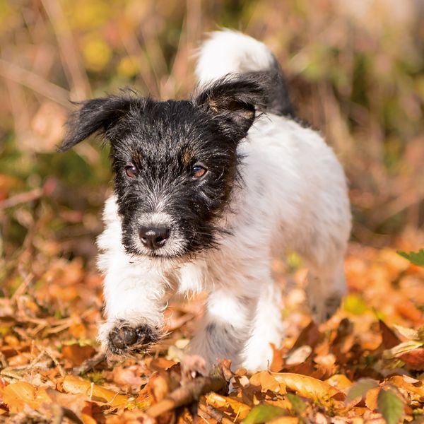Produktbild: Hundewelpen / Puppy Dogs 2027