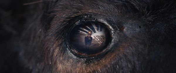 Produktbild: Animale - Mediabook (4K Ultra HD) (+ Blu-ray)