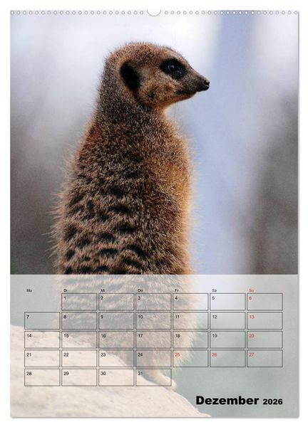 Produktbild: Erdm&auml;nnchen - Afrikas liebenswerte Zwerge (Wandkalender 2026 DIN A2 hoch), CALVENDO Monatskalender
