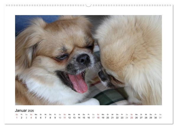 Produktbild: Tibet-Spaniel (Wandkalender 2026 DIN A2 quer), CALVENDO Monatskalender