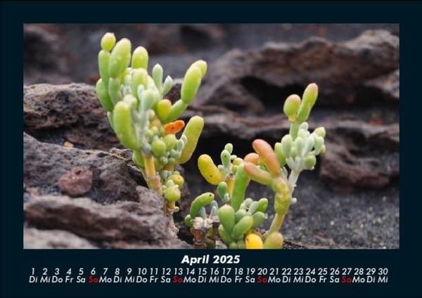 Produktbild: Blumentr&auml;ume 2025 Fotokalender DIN A5