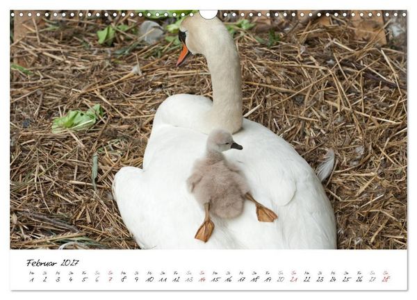 Produktbild: Vom K&uuml;ken zum Schwan (Wandkalender 2027 DIN A3 quer), CALVENDO Monatskalender
