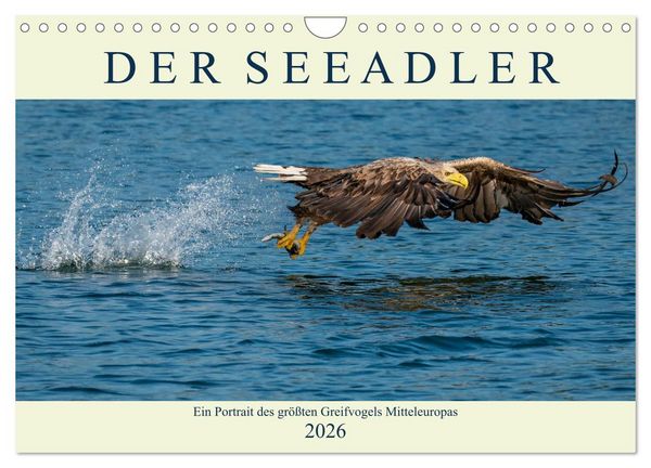 DER SEEADLER Ein Portrait des größten Greifvogels Mitteleuropas (Wandkalender 2026 DIN A4 quer), CALVENDO Monatskalender