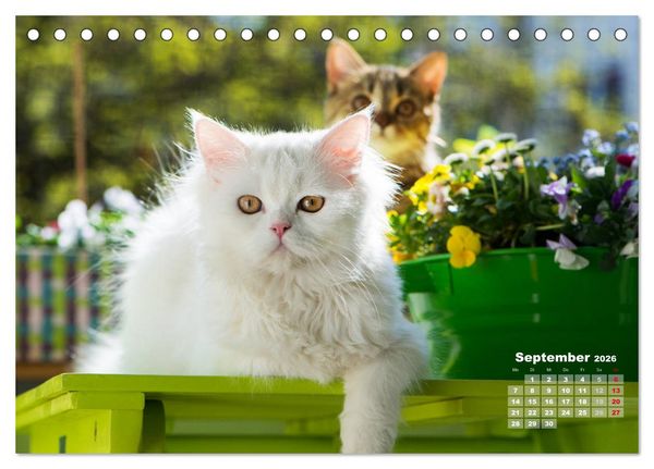 Produktbild: Katzen im Gr&uuml;nen (Tischkalender 2026 DIN A5 quer), CALVENDO Monatskalender