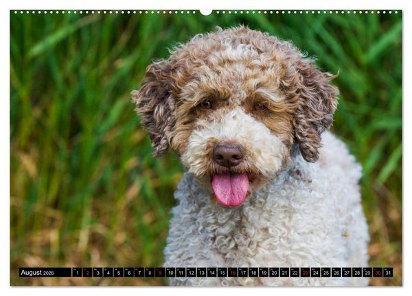 Produktbild: Lagotto Romagnolo - Italienischer Tr&uuml;ffelhund (hochwertiger Premium Wandkalender 2026 DIN A2 quer), Kunstdruck in Hochglanz