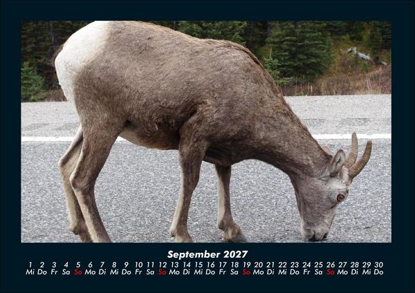 Produktbild: Der Tierkalender 2027 Fotokalender DIN A4