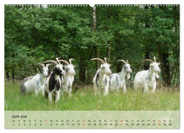 Produktbild: Ziegen. Kluge Freigeister (hochwertiger Premium Wandkalender 2026 DIN A2 quer), Kunstdruck in Hochglanz