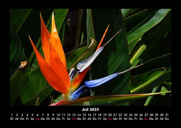Produktbild: Blumentr&auml;ume 2025 Fotokalender DIN A3