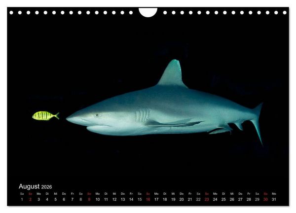 Produktbild: Faszinierendes Leben unter Wasser (Wandkalender 2026 DIN A4 quer), CALVENDO Monatskalender
